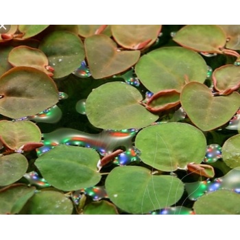 Phyllanthus fluitans