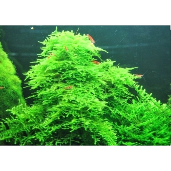 Taxiphyllum "Taiwan Moss"