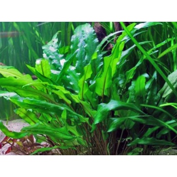 Cryptocoryne wendtii 