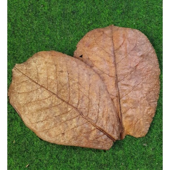 Catappa-lehdet nano 10kpl n. 10cm
