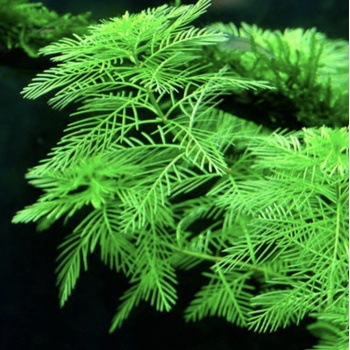 Myriophyllum mattogrossense 1-2 Grow (sulkaärviä) Uutuus!