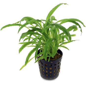 Cryptocoryne albida ("costata")