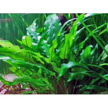 Cryptocoryne wendtii  Green 1-2Grow