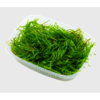 Tropica Taxiphyllum barbieri “Bogor Moss" Jaavansammal Isompi rasia
