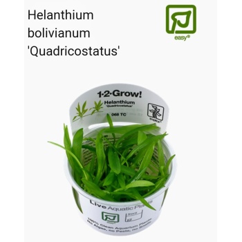 Helanthium bolivianum 'Quadricostatus' (sirosuokki)