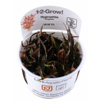 Hygrophila lancea 'Araguaia'