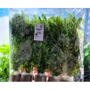 Hygrophila difformis