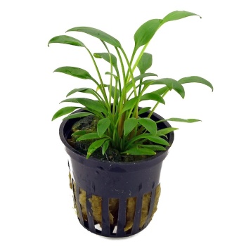 Cryptocoryne X Willisii (Vitro)