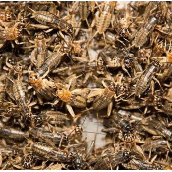 Jamaikankenttäsirkka S