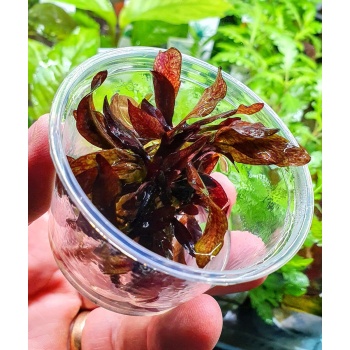 Echinodorus sp. 'Little Mystery' in vitro