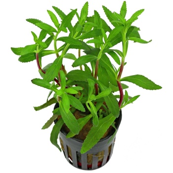 Limnophila aromatica (tuoksuvedensuosikki)