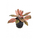 Cryptocoryne flamingo