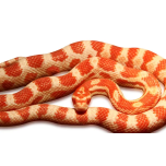 Viljakäärme (Pantherophis guttatus) Punainen Albino