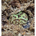 Sarvisammakko Ceratophrys cranwelli