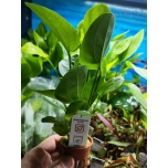 Echinodorus 'Aquartica'