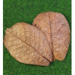 Catappa-lehdet 10 kpl  18-20cm