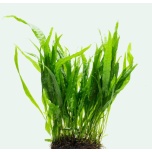 Microsorum pteropus
