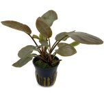 Lagenandra meeboldii 'red'