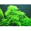 Taxiphyllum "Taiwan Moss"
