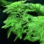 Myriophyllum mattogrossense 1-2 Grow (sulkaärviä) Uutuus!
