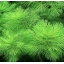 Myriophyllum mattogrossense 1-2 Grow (sulkaärviä) Uutuus!