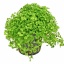 Micranthemum tweediei 'Monte Carlo'